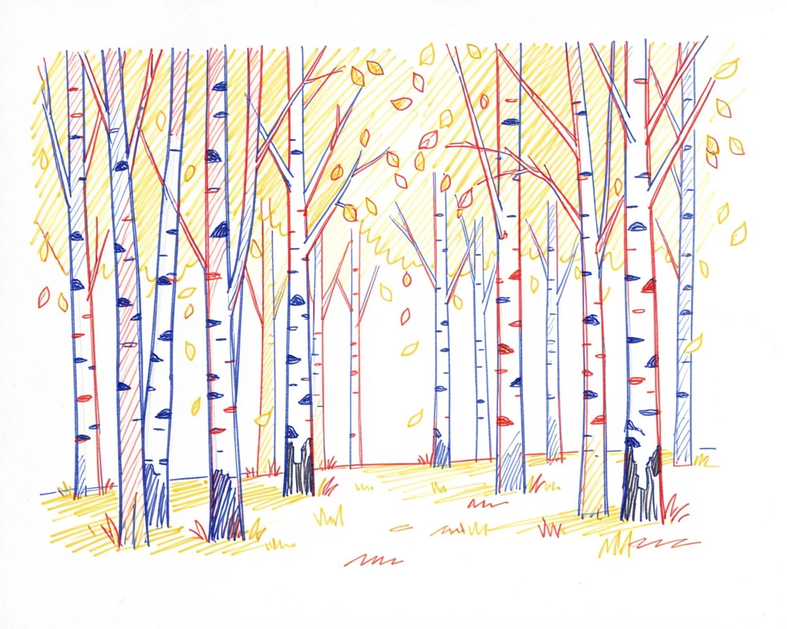 A birch forest in autumn, white trunks contrasting with golden falling leaves