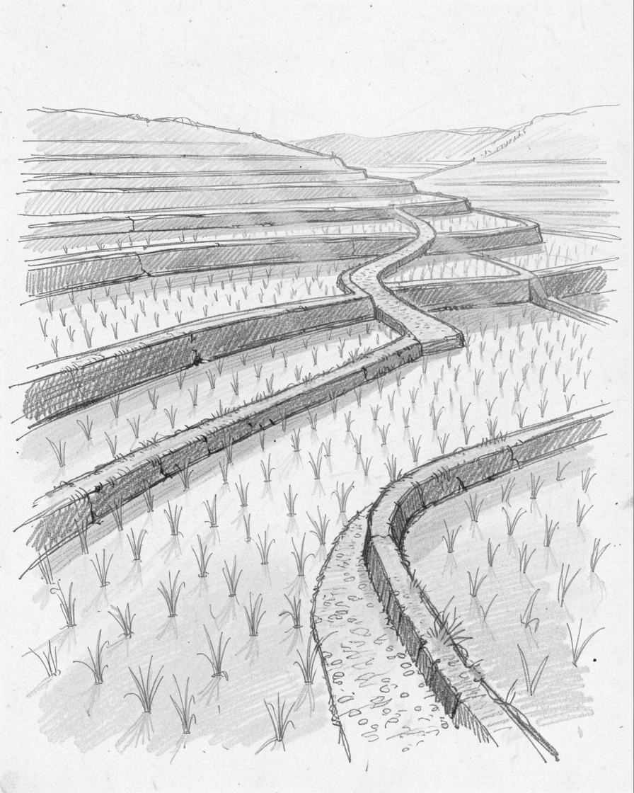 A terraced rice paddy at dawn, lit by streaks of golden afternoon sun, with a narrow path leading into the distance.