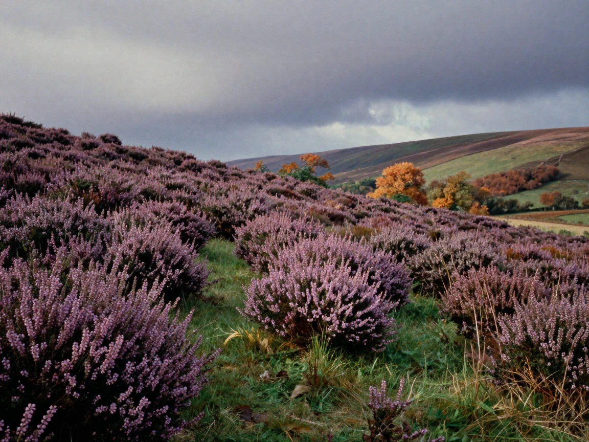 A hillside covered in blooming heather under a soft sky, in soft window light, under a darkening storm sky, in the mild days of early autumn, with deep emerald greens and browns, from a wide establishing view.