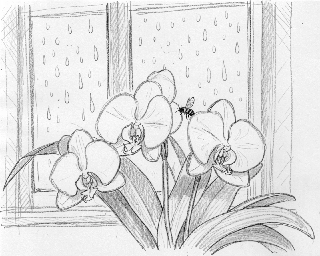 An elegant arrangement of a cluster of white orchids against a rain-speckled window, with a bee gently landing on one bloom.