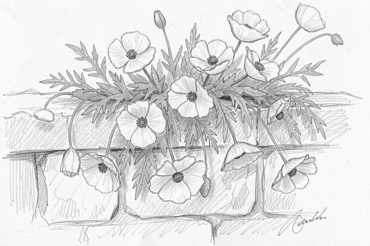 An elegant arrangement of a handful of wild poppies cascading over a garden wall, framed by delicate green leaves.