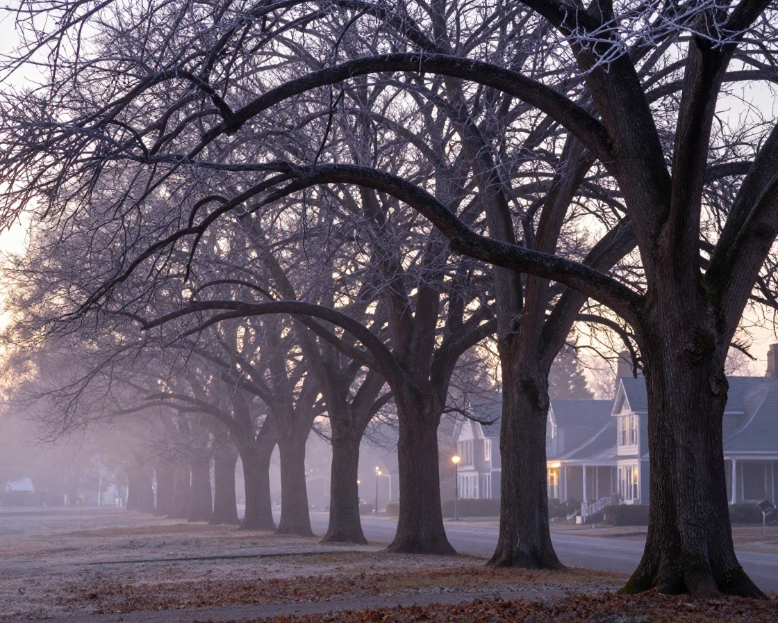 A row of tall oak trees bathed in the pale light of a winter dawn as the town slowly wakes
