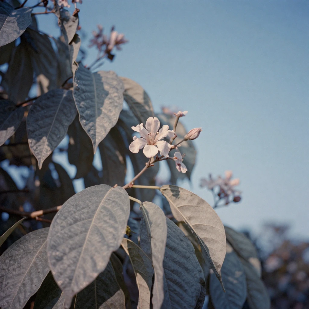 Sunlight filtering through the broad leaves of a tropical plant, in cool blue twilight, on a clear, cloudless day, as spring blossoms unfurl, in cool blues and silvery greys, captured from a low angle looking up.
