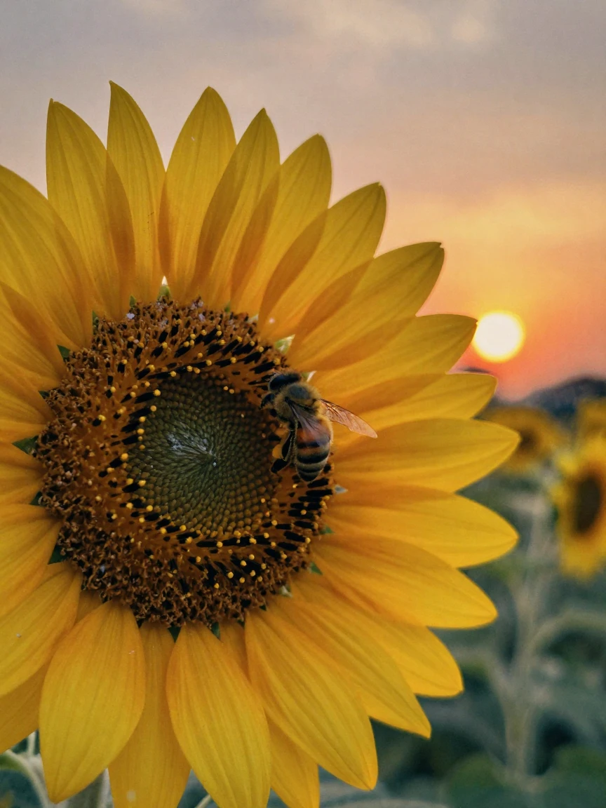 A bee gathering pollen from a bright sunflower, under a glowing sunset sky, amid gently falling snow, as summer fades into fall, dominated by warm amber and rust tones, at eye level, intimate and direct.