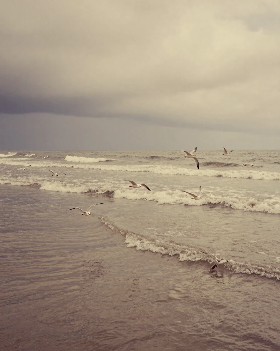 Seabirds gliding low over rolling ocean swells, in soft window light, under a darkening storm sky, in early spring, in warm honey and cream tones, from a slightly elevated vantage point.