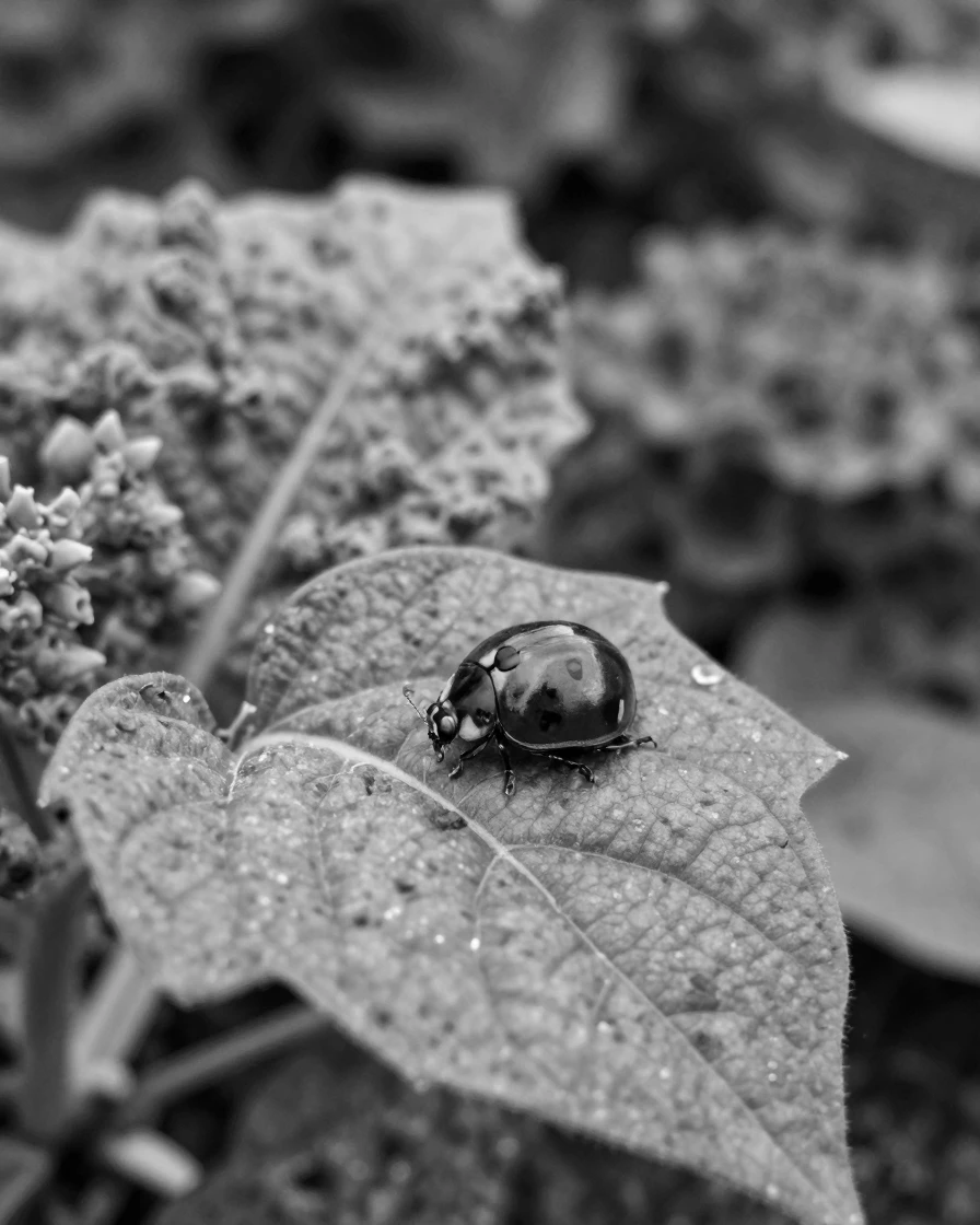 A ladybug crawls slowly across a green leaf in a backyard vegetable garden.