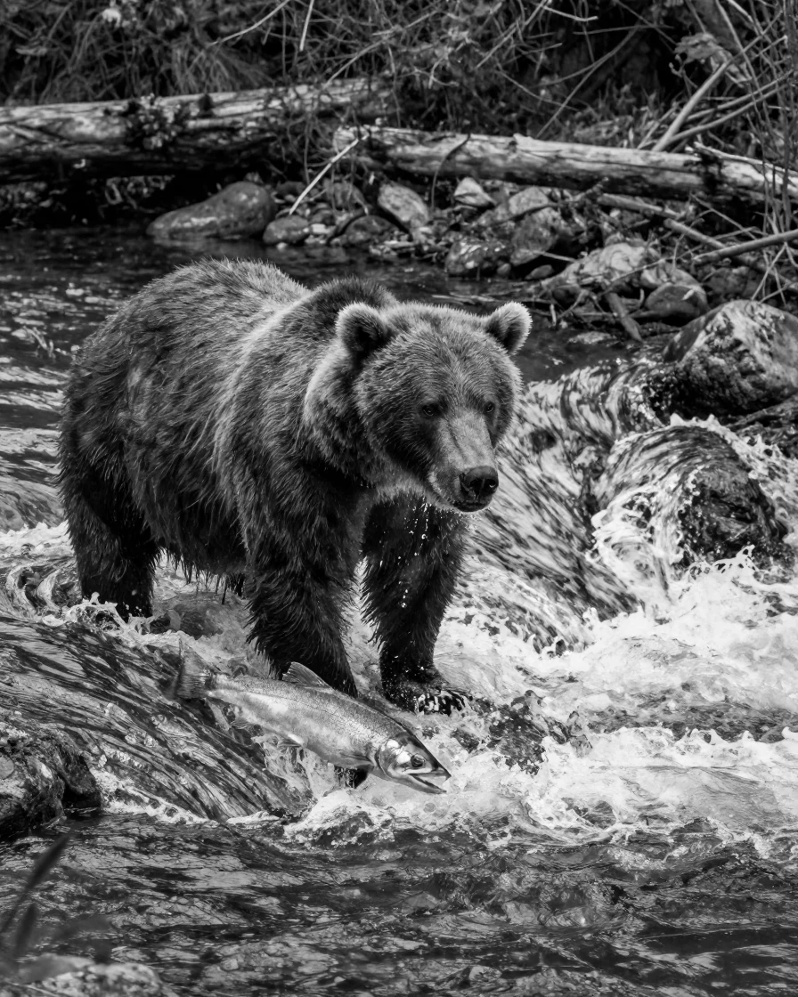 A grizzly bear fishes for salmon in a rushing stream along the banks of a rushing river.